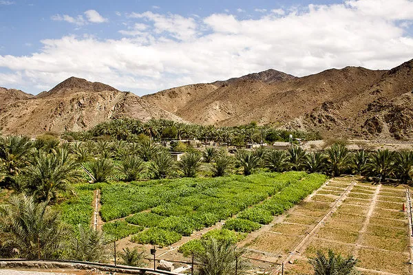 Dubaj | Jedną z głownych upraw w rejonie Dubaju są daktyle Dubaj | Jedną z głownych upraw w rejonie Dubaju są daktyle