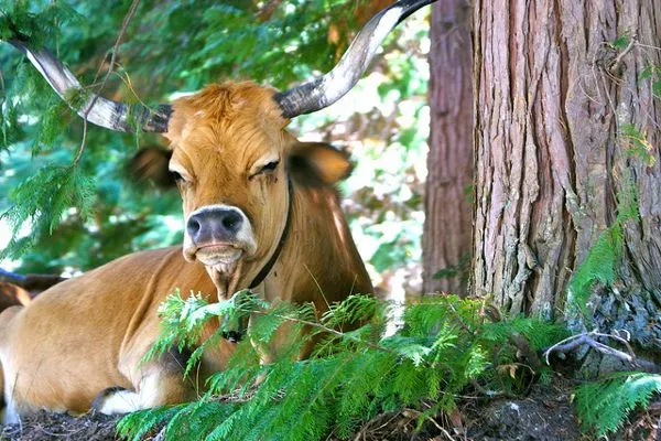 Portugalia | Jeden z mieszkańców parku Portugalia | Jeden z mieszkańców parku