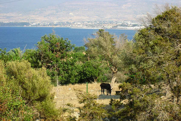 Cypr | Osiołek w Akamas National Park Cypr | Osiołek w Akamas National Park