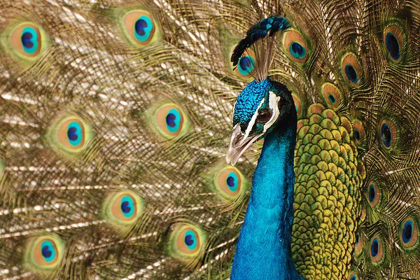 Dubaj | Paw indyjski Dubaj | Paw indyjski