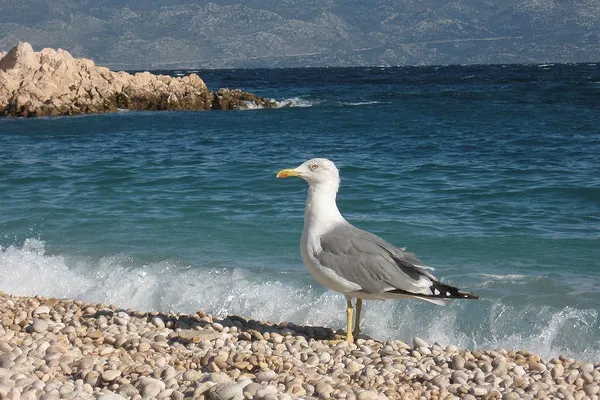 Chorwacja | Wyspa Krk posiada wiele malowniczych miejsc, urokliwych zatoczek i pięknych plaż Chorwacja | Wyspa Krk posiada wiele malowniczych miejsc, urokliwych zatoczek i pięknych plaż