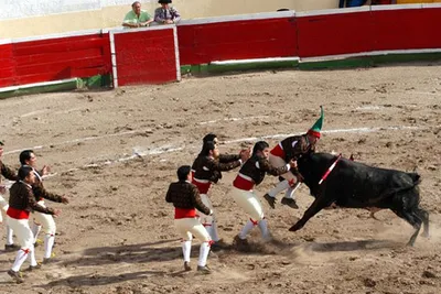 Tourada, czyli corrida po portugalsku