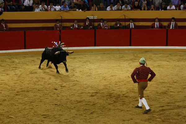 Portugalia | Warto zobaczyć ten emocjonujący spektakl na żywo Portugalia | Warto zobaczyć ten emocjonujący spektakl na żywo