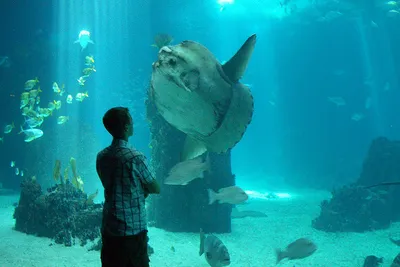 Oceanarium w Lizbonie