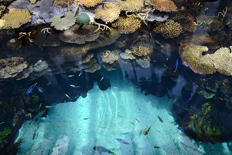 Portugalia | W oceanarium żyje około 25 tysięcy zwierząt Portugalia | W oceanarium żyje około 25 tysięcy zwierząt