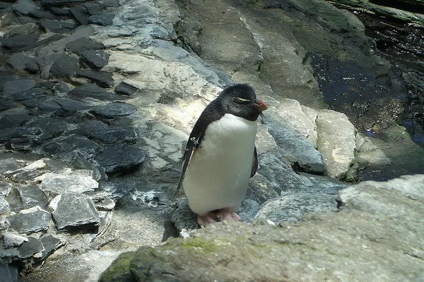 Portugalia | W oceanarium mieszkają nie tylko ryby, ale i niektóre gatunki ptaków Portugalia | W oceanarium mieszkają nie tylko ryby, ale i niektóre gatunki ptaków