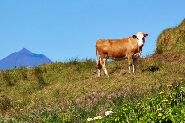 Portugalia | Górski krajobraz z krówką Portugalia | Górski krajobraz z krówką