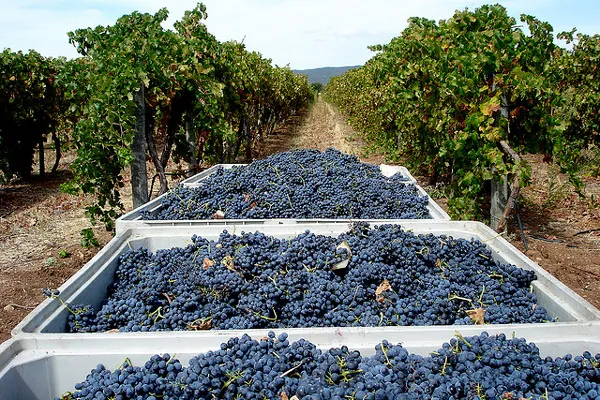 Portugalia | Portugalska winnica Portugalia | Portugalska winnica