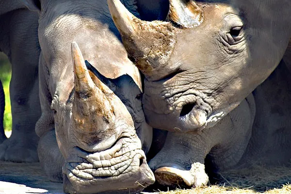 Portugalia | Skąd taka popularność rogów nosorożca? – w postaci sproszkowanej służą one m.in. jako lek na potencję, choroby skóry czy bóle głowy Portugalia | Skąd taka popularność rogów nosorożca? – w postaci sproszkowanej służą one m.in. jako lek na potencję, choroby skóry czy bóle głowy