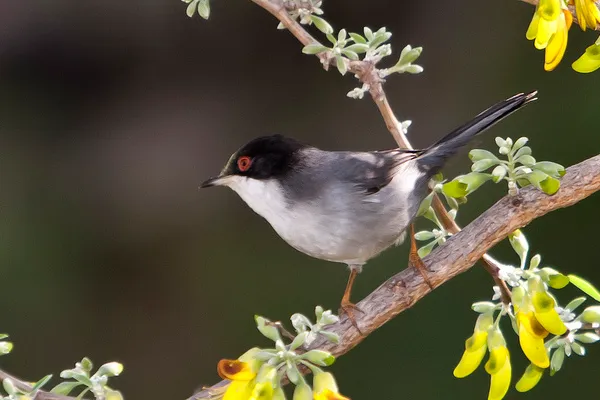 Tunezja | Pokrzewka aksamitna (Sylvia melanocephala) Tunezja | Pokrzewka aksamitna (Sylvia melanocephala)