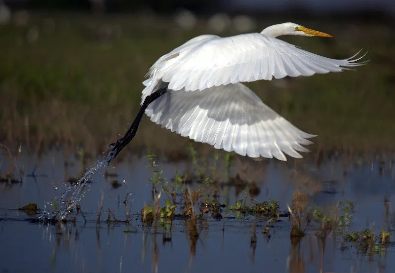 Ptaki Wenezueli Ptaki Wenezueli