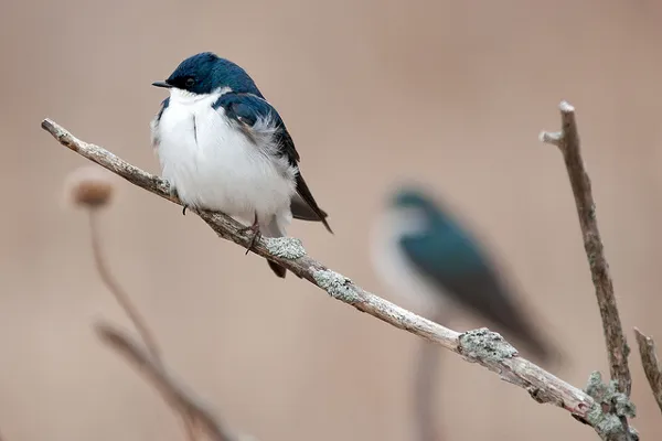Cypr | Birdlife Cyprus zajmuje się ochroną ptaków przed kłusownikami na wyspie
