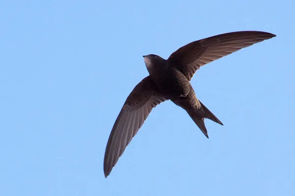 Cypr | Potrawy przyrządzane z wędrownych ptaków są lokalnym przysmakiem