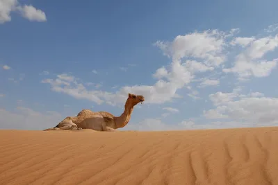 Położenie i warunki naturalne Dubaju