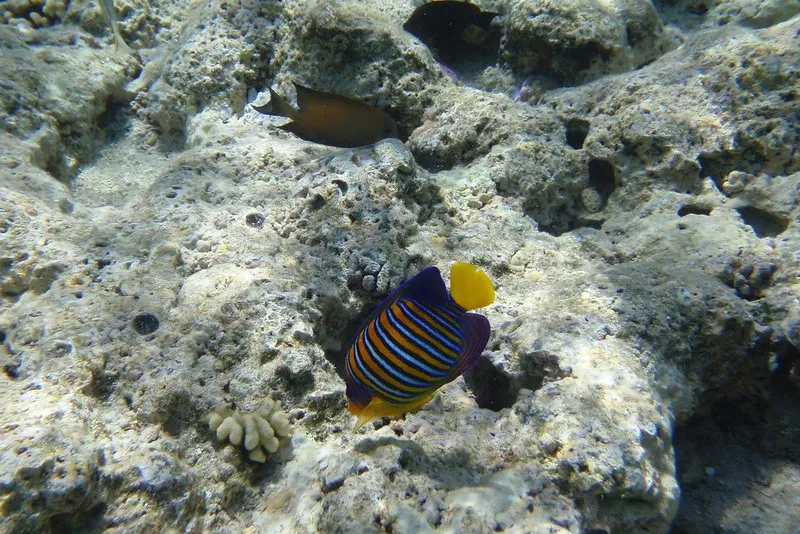 Egipt | Park Narodowy Ras Muhammad chroni rafy koralowe i ich ekosystem