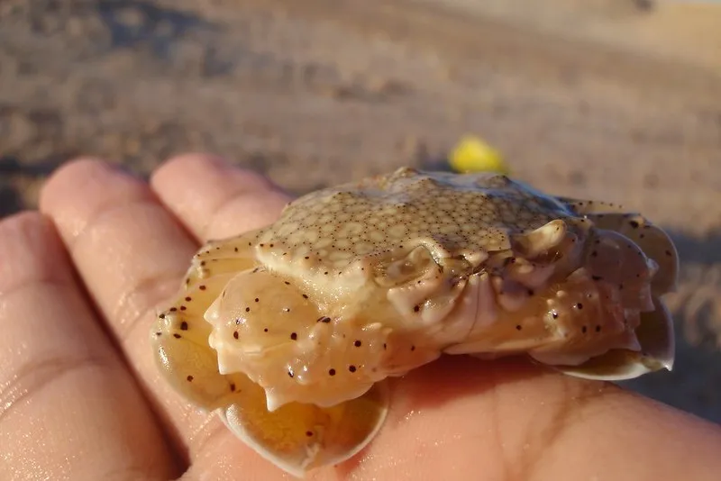 Egipt | Mały mieszkaniec Parku Narodowego Ras Muhammad