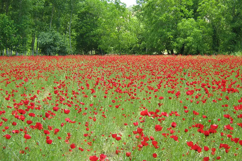 Turcja | Malownicze krajobrazy prowincji Balikesir