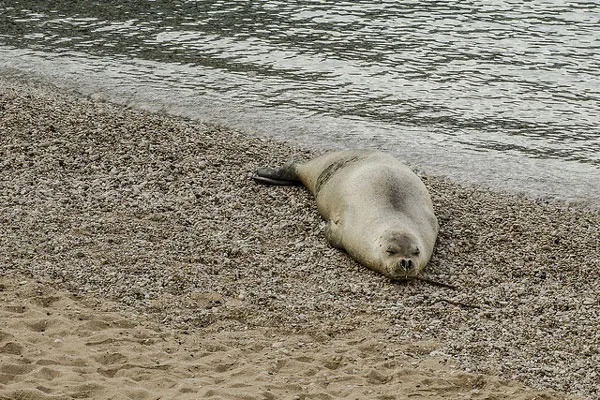 Chorwacja | Adriana relaksuje się na brzegu Chorwacja | Adriana relaksuje się na brzegu