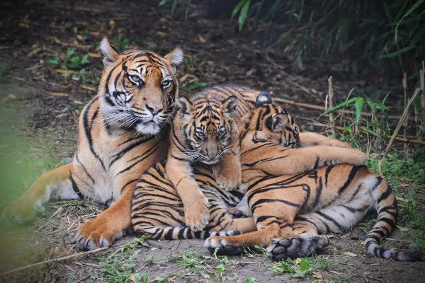 Holandia | Mieszkańcy Rotterdamskiego ogrodu zoologicznego Holandia | Mieszkańcy Rotterdamskiego ogrodu zoologicznego