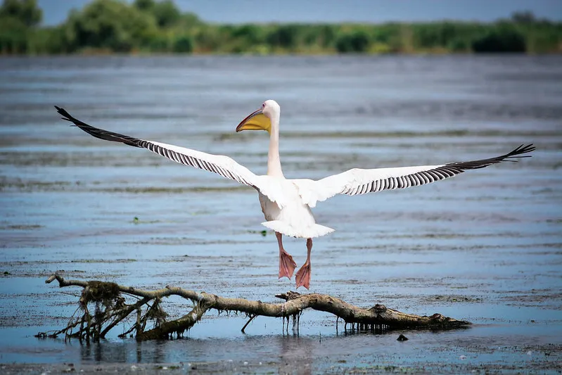 Rumunia | Delta Dunaju
