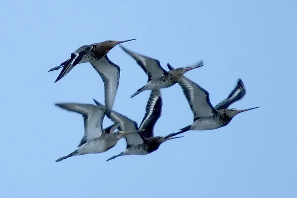 Dubaj | Rycyki w locie Dubaj | Rycyki w locie