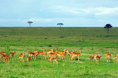 Safari – mały raj na Ziemi