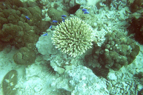 Seszele | Najlepsze warunki do nurkowania na Seszelach występują w kwietniu, maju, październiku oraz listopadzie Seszele | Najlepsze warunki do nurkowania na Seszelach występują w kwietniu, maju, październiku oraz listopadzie