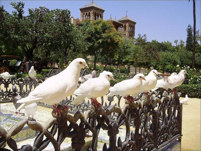 Hiszpania | Romantyczna Sewilla Hiszpania | Romantyczna Sewilla