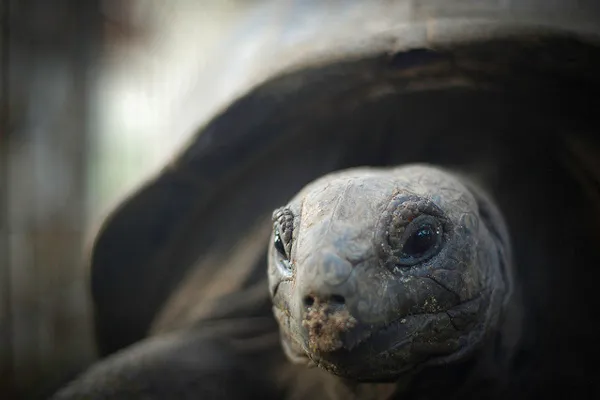 Seszele | Mały mieszkaniec wyspy Seszele | Mały mieszkaniec wyspy