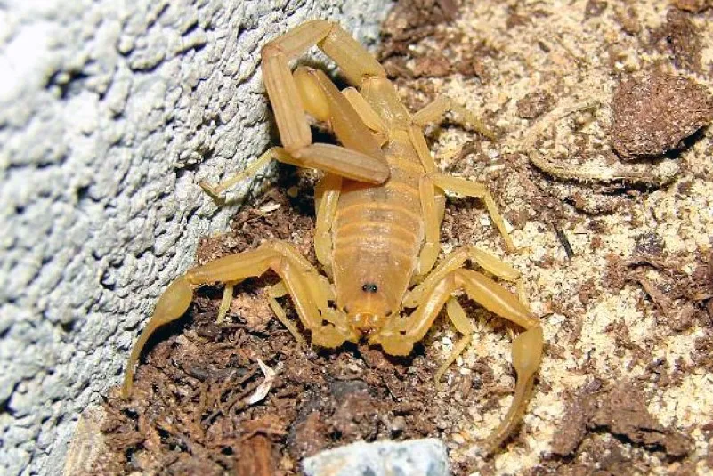 Tunezja | Skorpiony widywane są na pustyni niemal codziennym Tunezja | Skorpiony widywane są na pustyni niemal codziennym