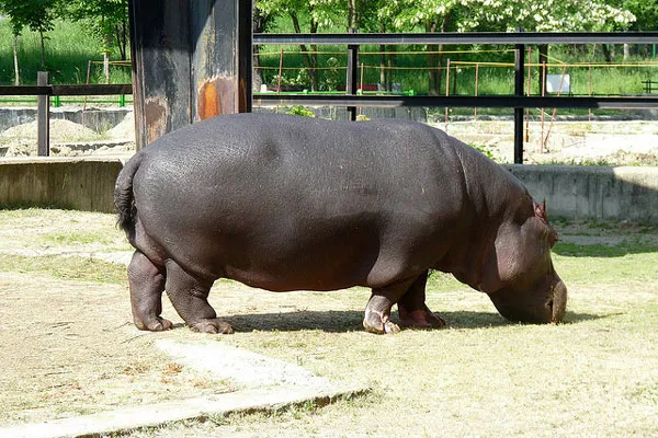 Sofia | Jeden z mieszkańców tutejszego zoo Sofia | Jeden z mieszkańców tutejszego zoo