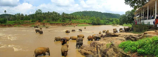 Sri Lanka | Słonie na Sri Lance