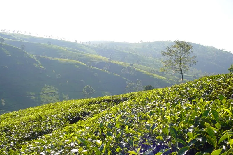 Sri Lanka | Plantacja herbaty