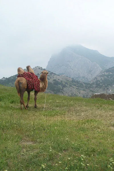 Ukraina – Sudak | Zapatrzony w dal... (wśród piękna okolicznej przyrody łatwo się zapomnieć) Ukraina – Sudak | Zapatrzony w dal... (wśród piękna okolicznej przyrody łatwo się zapomnieć)