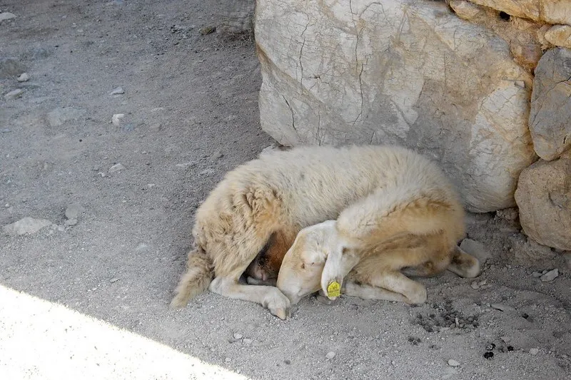Turcja – Dalyan | W czasie Święta Ofiar każda rodzina powinna złożyć ofiarę z jednego barana, owcy, kozy lub krowy