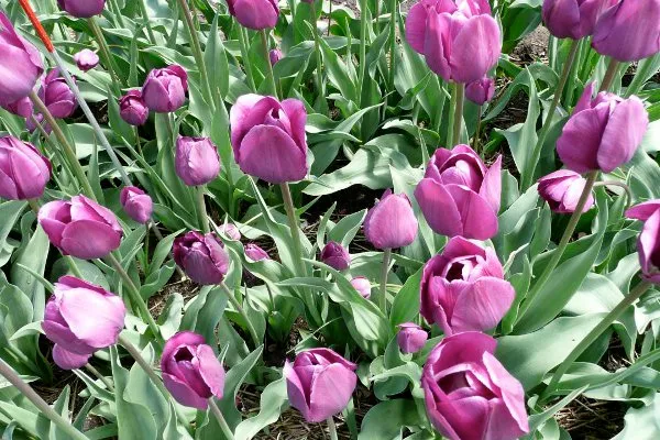 Holandia | Jednym z symboli Holandii są tulipany