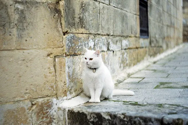 Malta | Mały mieszkaniec Mdiny