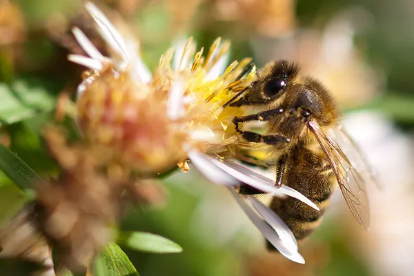 Ukraina | Kołomyja słynie z pszczelarskich tradycji Ukraina | Kołomyja słynie z pszczelarskich tradycji