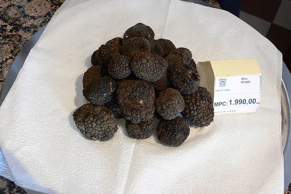 Chorwacja | Trufle to najdroższe grzyby świata Chorwacja | Trufle to najdroższe grzyby świata