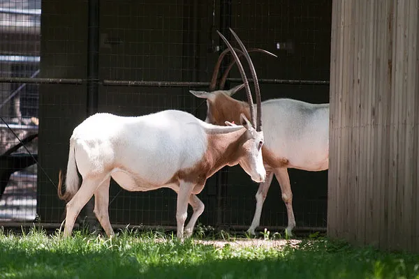 Tunezja | Na terenie Parku Narodowego Sidi Toui reintrodukowano piękny gatunek antylopy – oryksa szablorogiego (Oryx dammah)