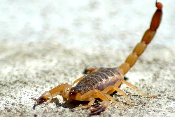 Tunezja | Na obszarach pustynnych poważnym zagrożeniem są skorpiony, trzeba więc pamiętać o wysokich butach