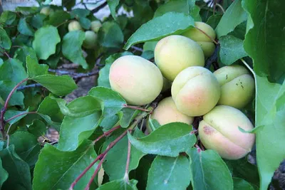  Roślinność i uprawy w Turcji 