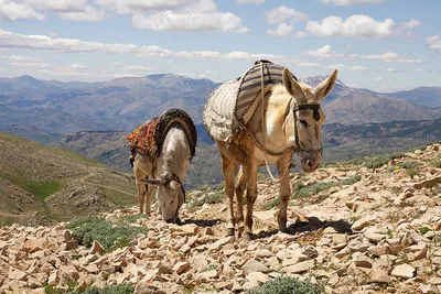 Region Południowo-Wschodniej Anatolii 