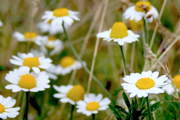 Ukraina | Tak mogłaby wyglądać mickiewiczowska 