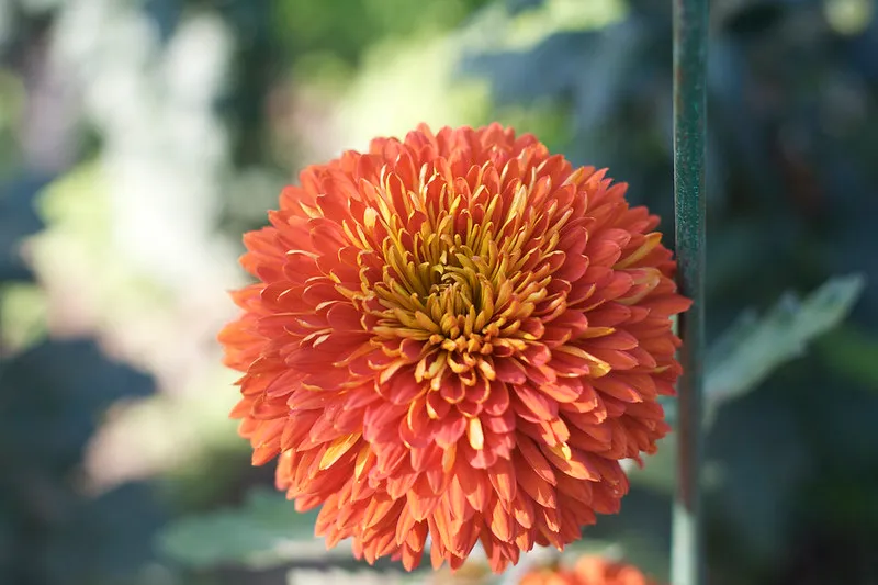 Ukraina | Zgodnie z programem imprezy, co roku wybierana jest Królowa Balu Chryzantem Ukraina | Zgodnie z programem imprezy, co roku wybierana jest Królowa Balu Chryzantem