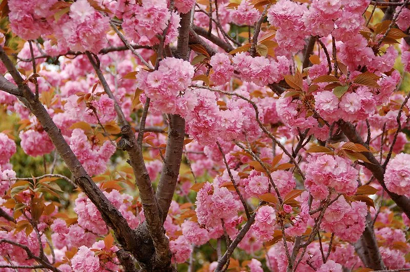 Ukraina | Wiśnie japońskie są bardzo popularnie na Ukrainie m.in. w Nikitskim Ogrodzie Botanicznym Ukraina | Wiśnie japońskie są bardzo popularnie na Ukrainie m.in. w Nikitskim Ogrodzie Botanicznym