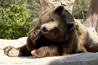 Misiu, nie pij więcej