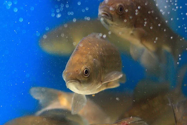 Ukraina | Jeśli lubicie połowić ryby, ten festiwal jest właśnie dla Was! Ukraina | Jeśli lubicie połowić ryby, ten festiwal jest właśnie dla Was!