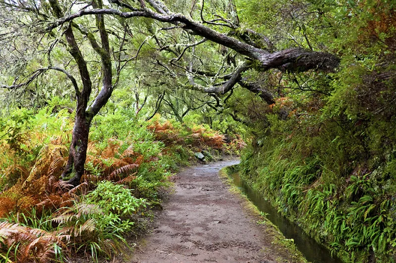 Portugalia | Las wawrzynowy na Maderze Portugalia | Las wawrzynowy na Maderze
