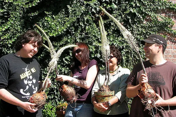 Cypr | Urginia morska Cypr | Urginia morska